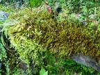 epiphytuc moss community