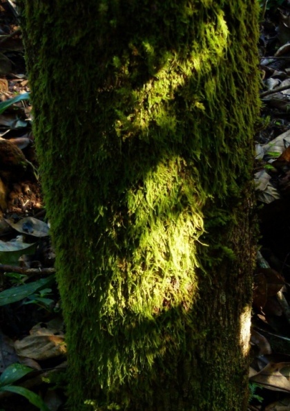 Mossy trunk.jpg