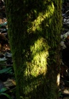 Mossy trunk