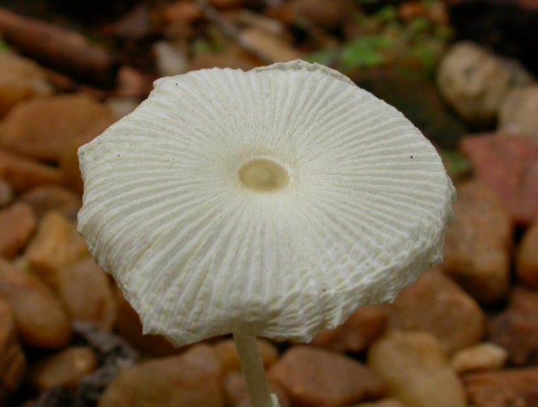 White mushroom.jpg