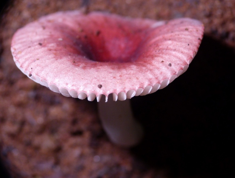 pink mushroom.jpg