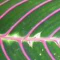 leaf patterns