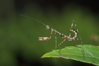A mantis nymph