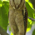 Bay owl