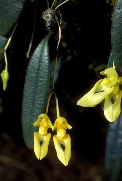 Fl.Orchid18.jpg