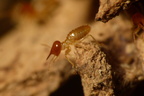 A nasute worker termite